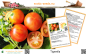 Preview: Tomate * Tigerella * 50 Samen